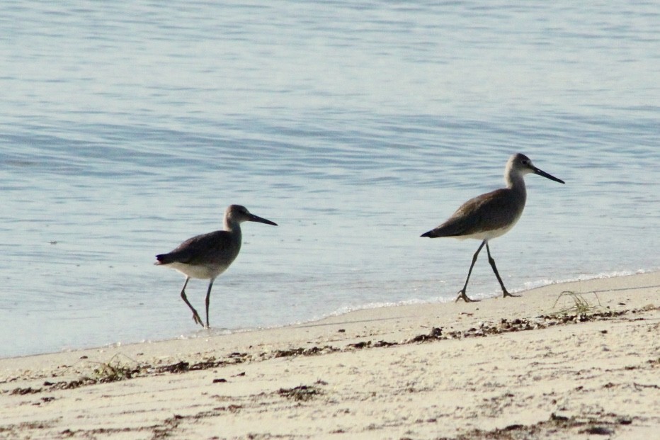 Willet - ML110081221