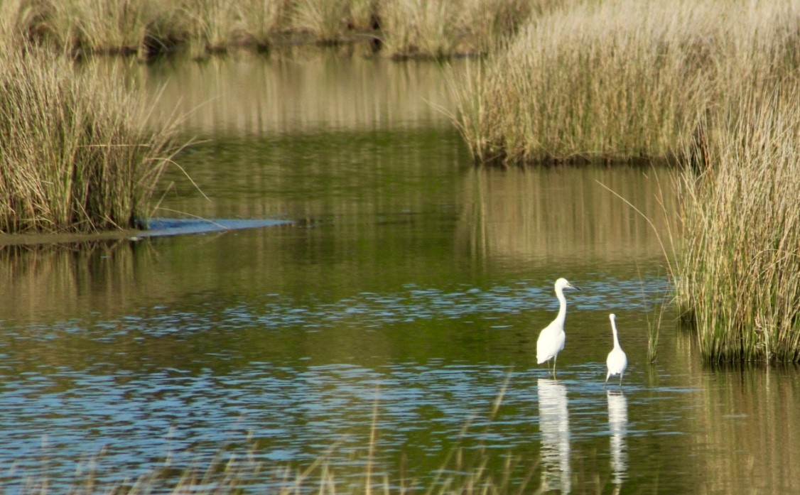 Snowy Egret - ML110081971