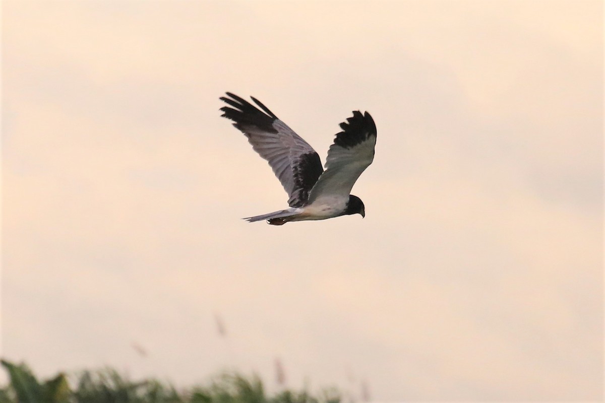 Papuan Harrier - ML110082211