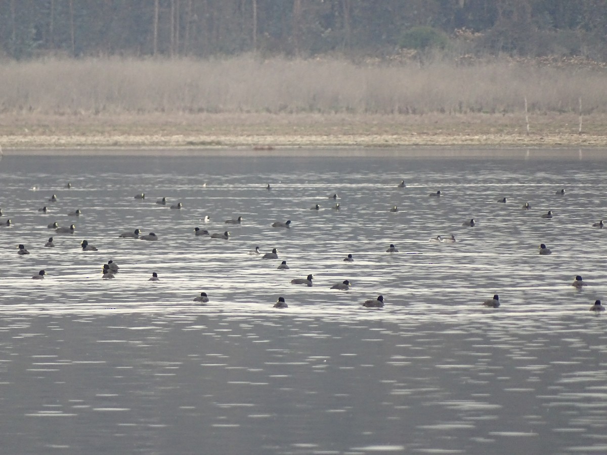 Red-gartered Coot - ML110082641