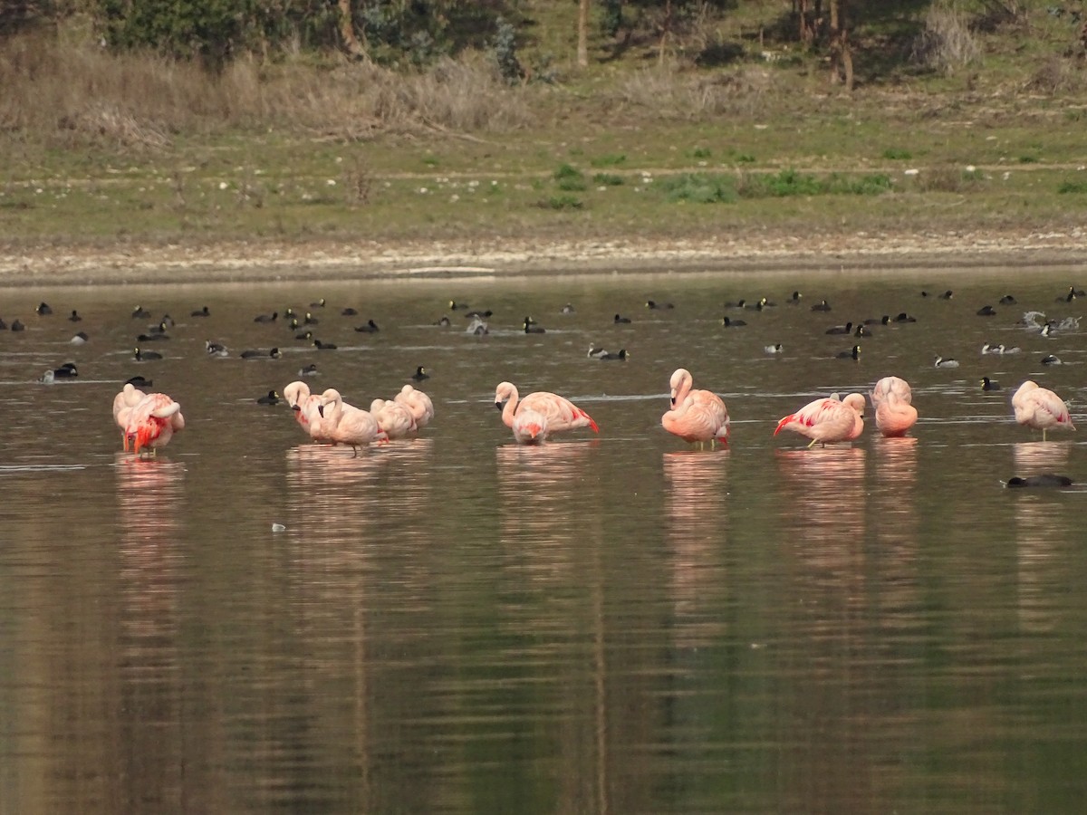 Flamant du Chili - ML110082761