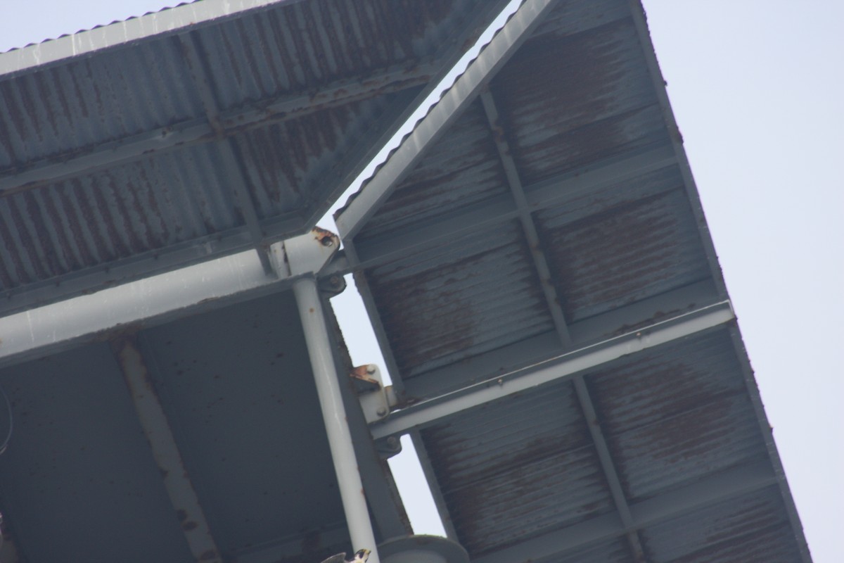 Peregrine Falcon - ML110083211