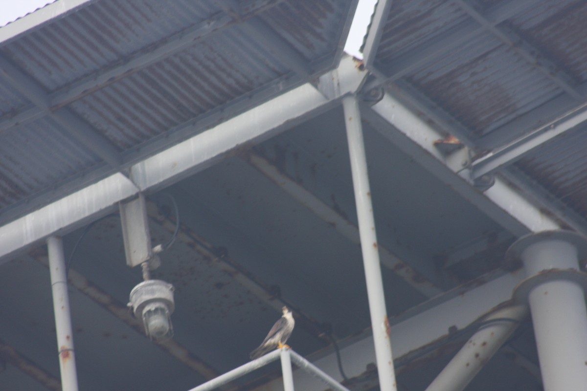 Peregrine Falcon - ML110083221