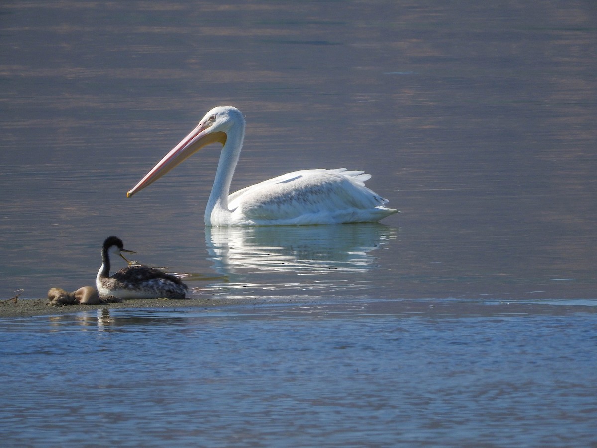 American White Pelican - ML110083241