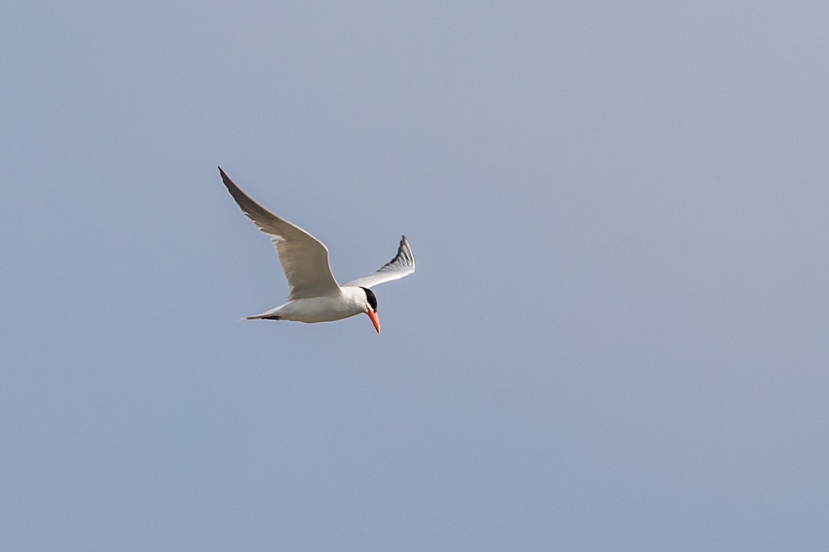 Forster's Tern - ML110083751