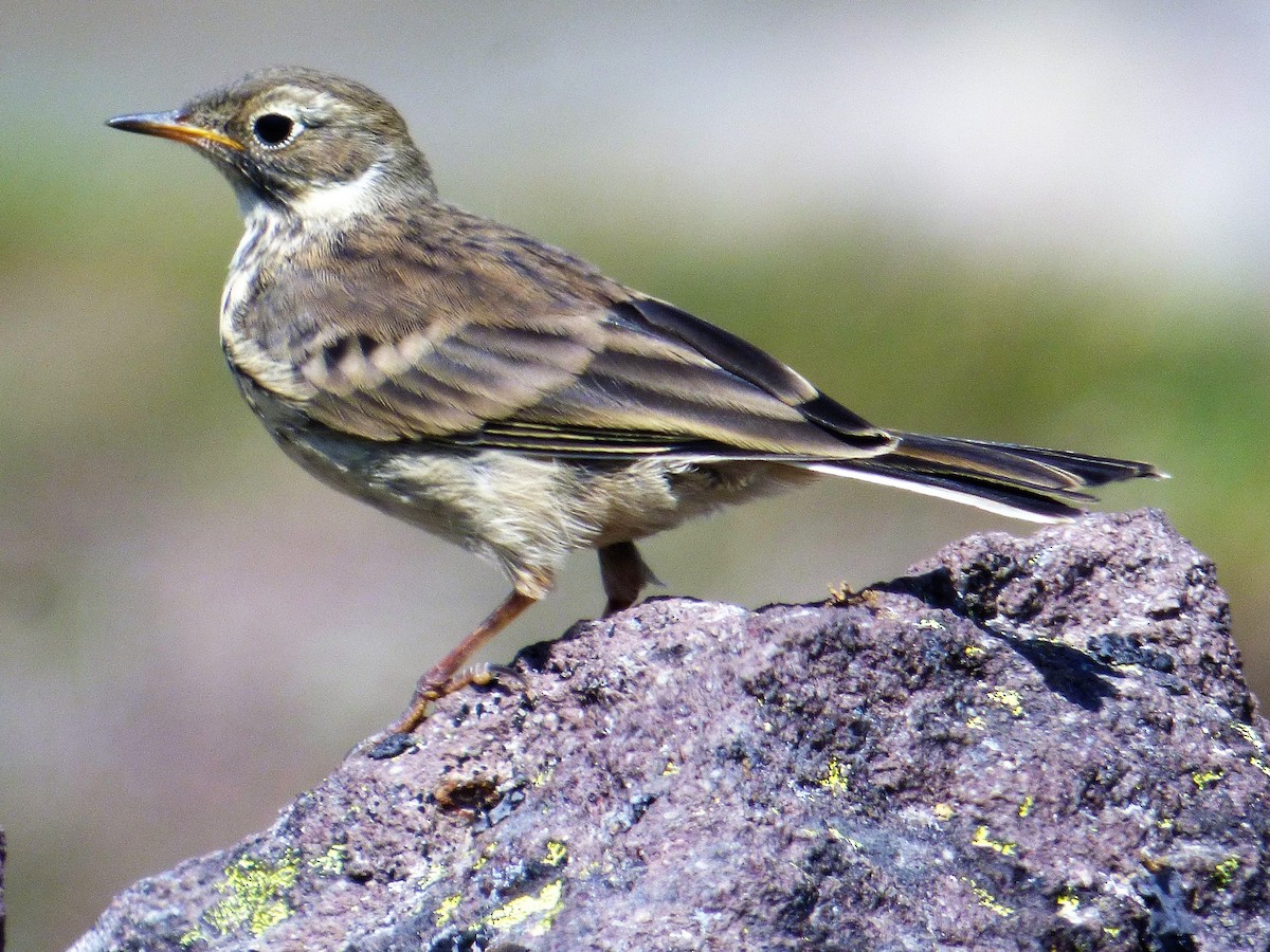 American Pipit - woody wheeler