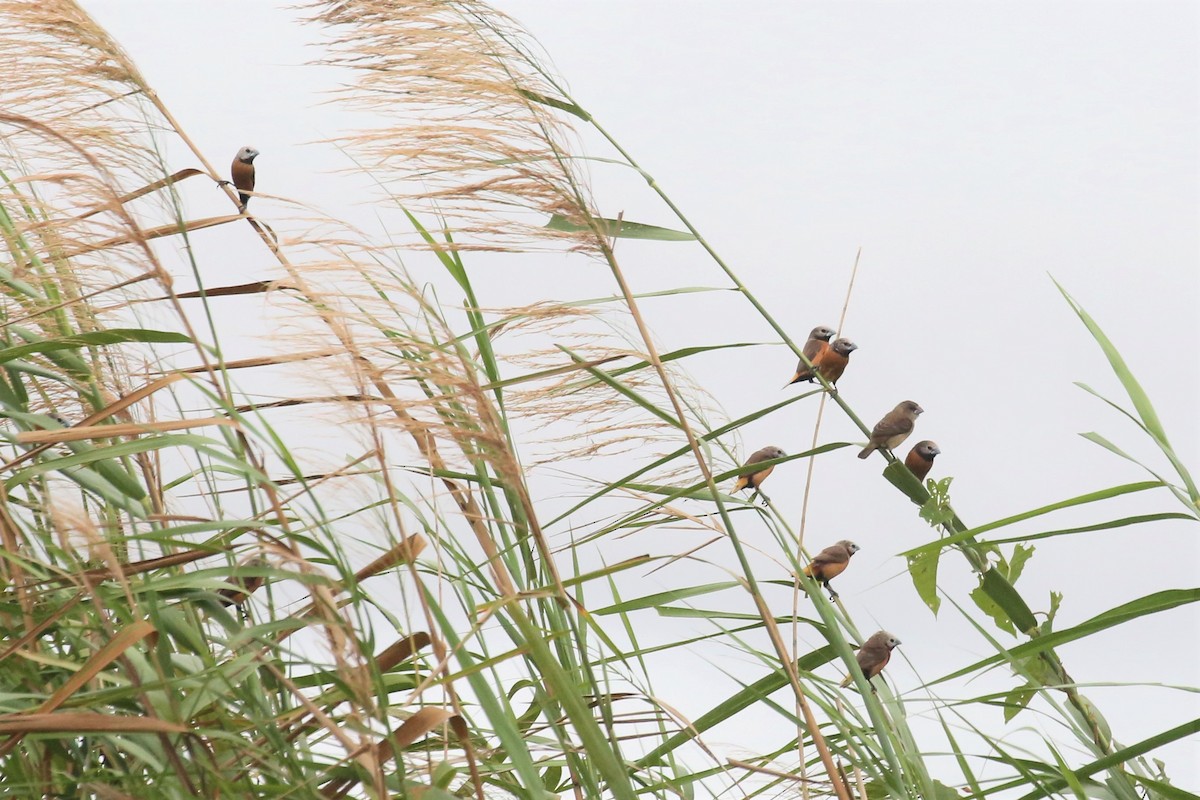 Gray-crowned Munia - ML110084091