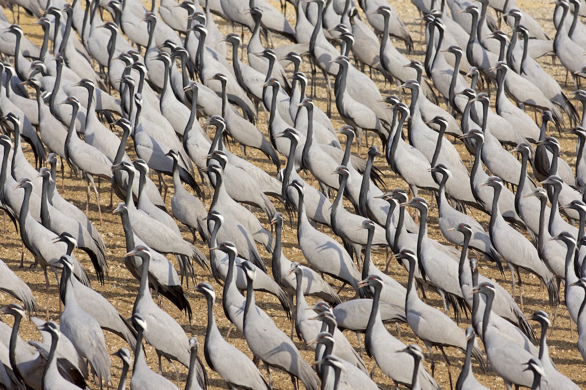 Demoiselle Crane - ML110084431