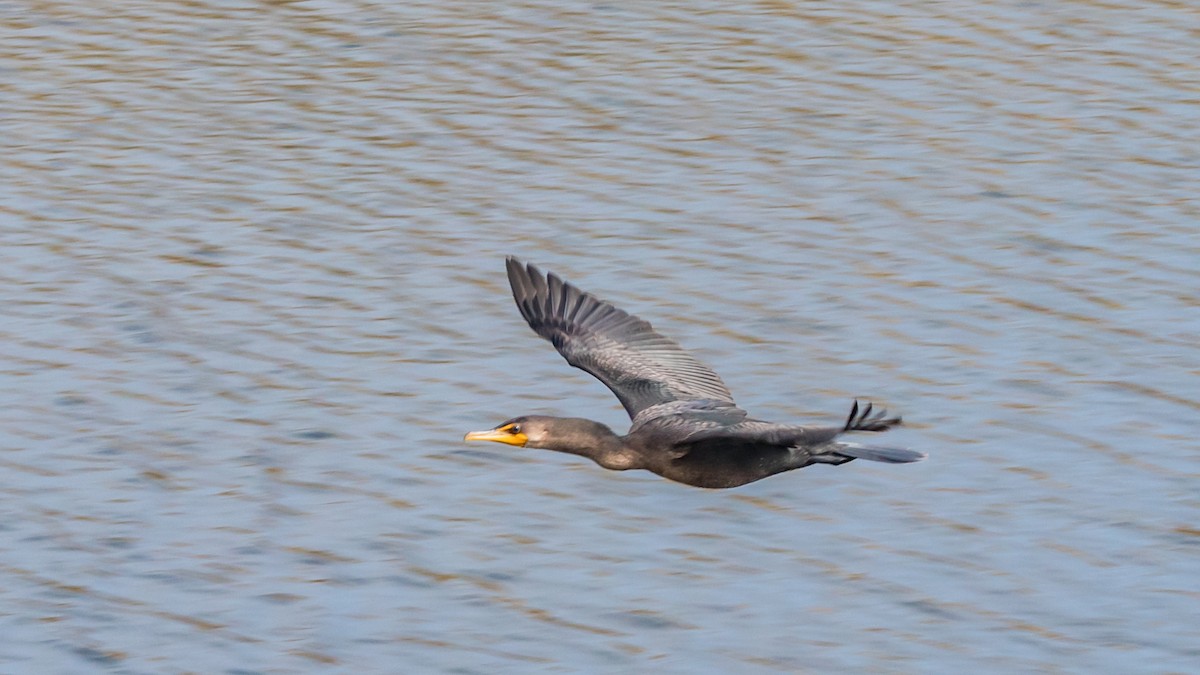 Double-crested Cormorant - ML110085541