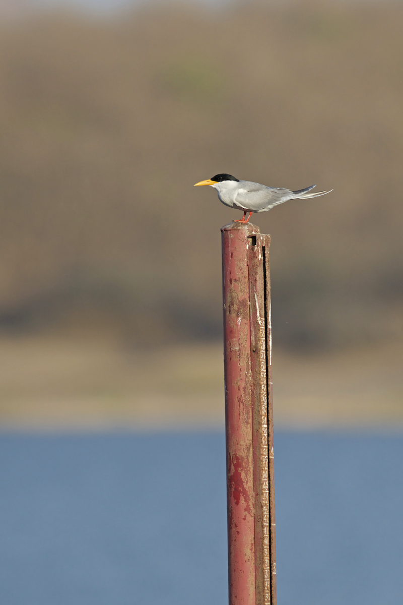 River Tern - Justin Peter