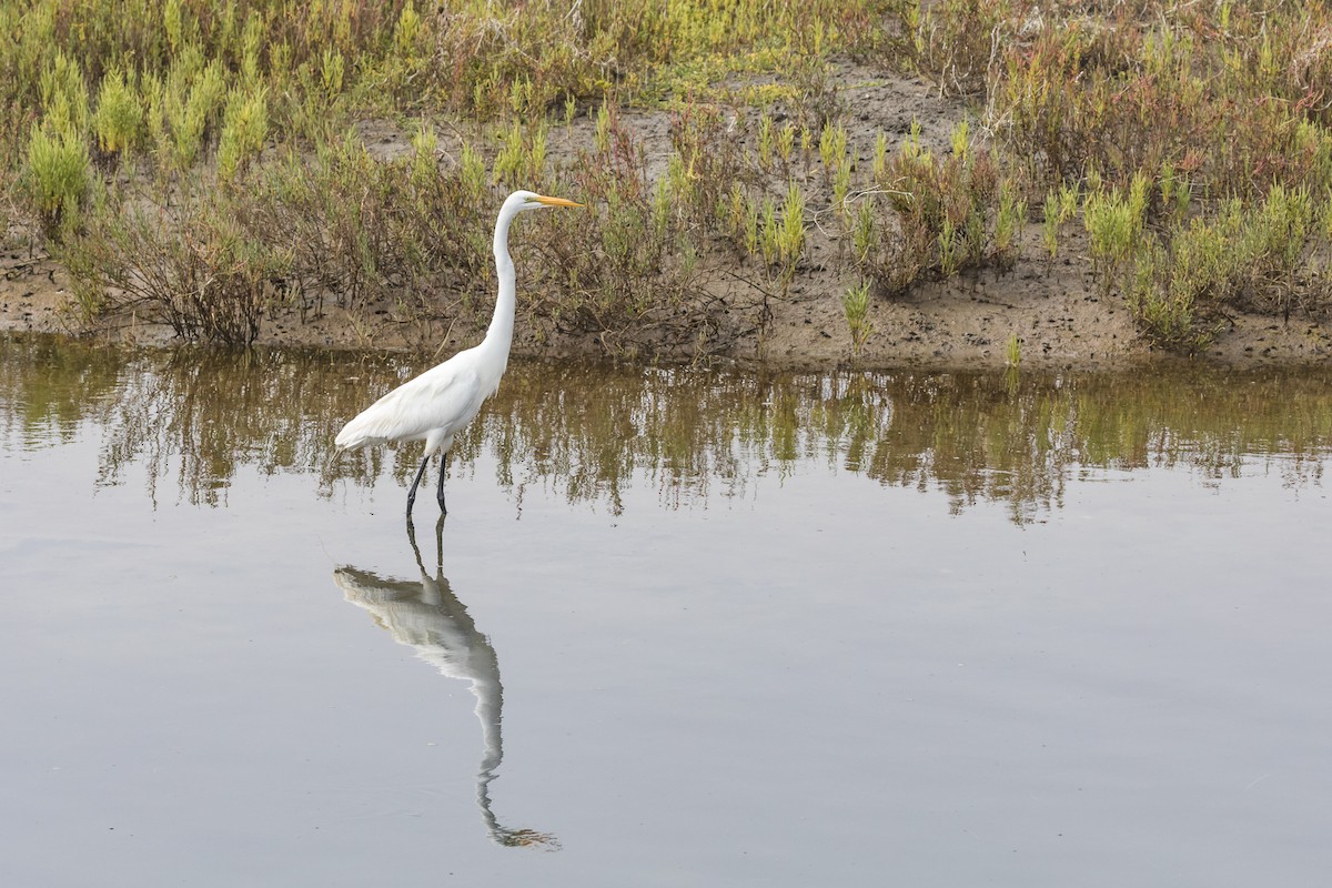 大白鷺 - ML110085611