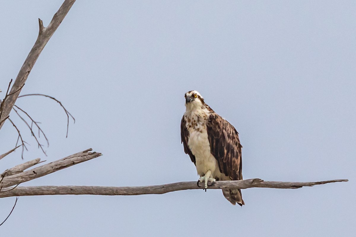 魚鷹 - ML110085661