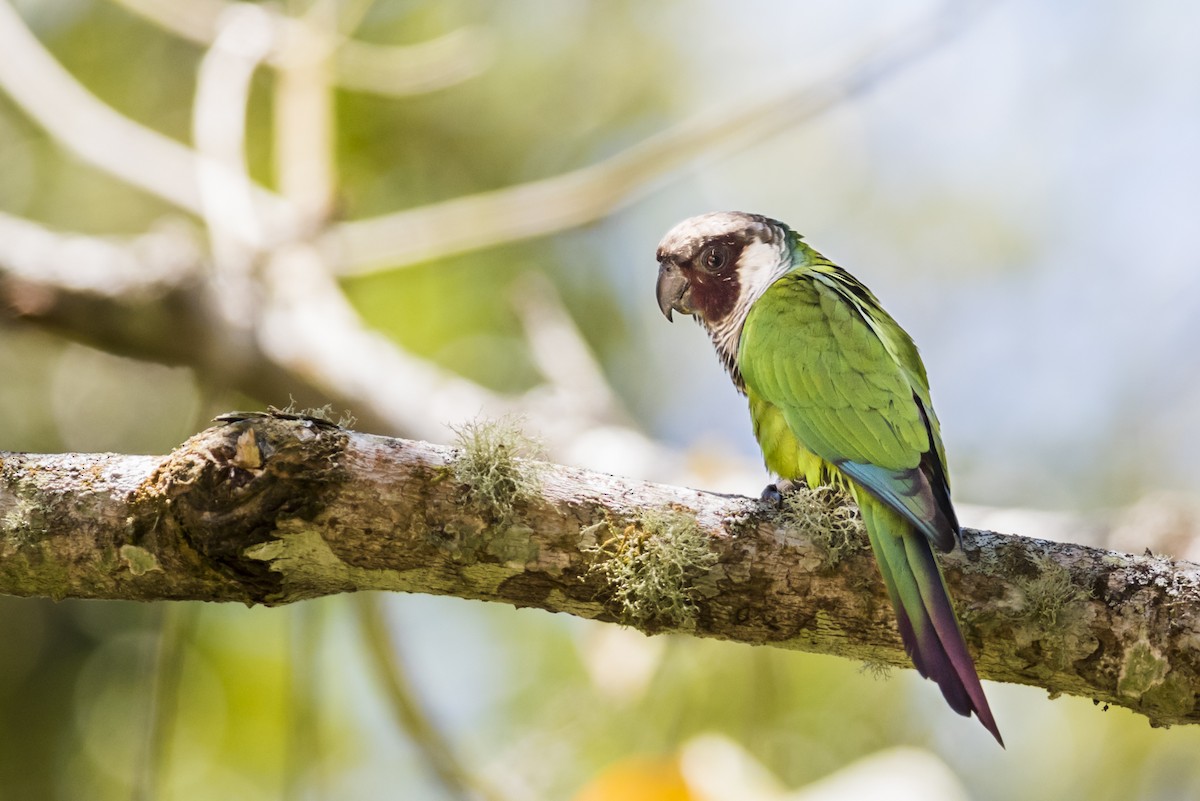Gray-breasted Parakeet - Claudia Brasileiro