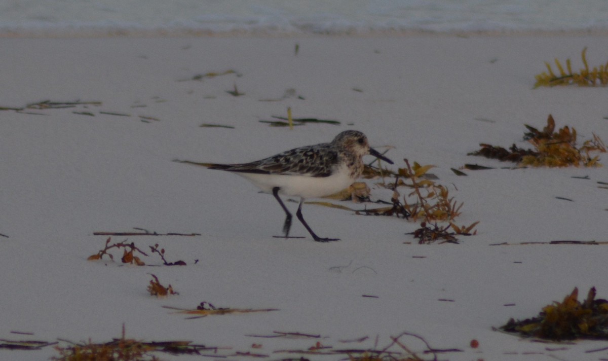 Bécasseau sanderling - ML110087761