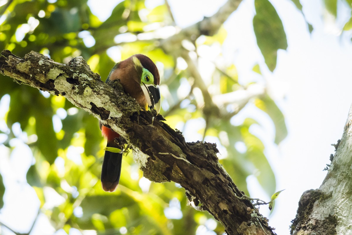 Gould's Toucanet - ML110088061