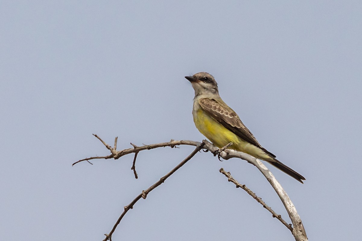 Schmalschnabel-Königstyrann - ML110088141