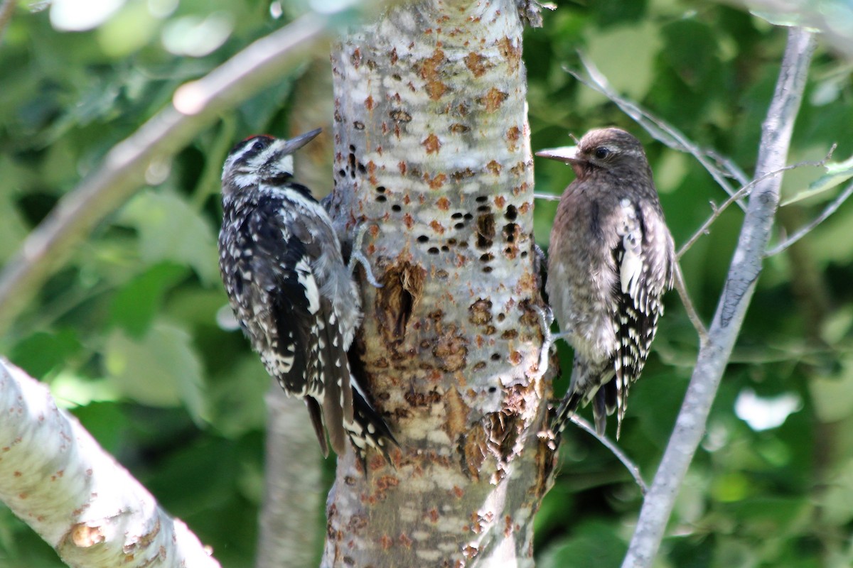 Yellow-bellied Sapsucker - ML110088251