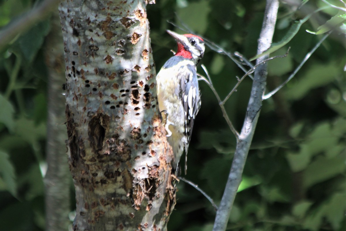 Yellow-bellied Sapsucker - ML110088321