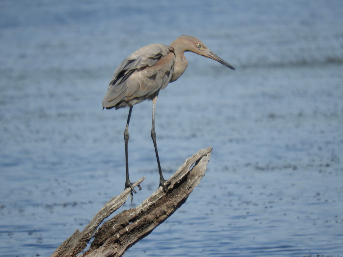 Aigrette roussâtre - ML110089751