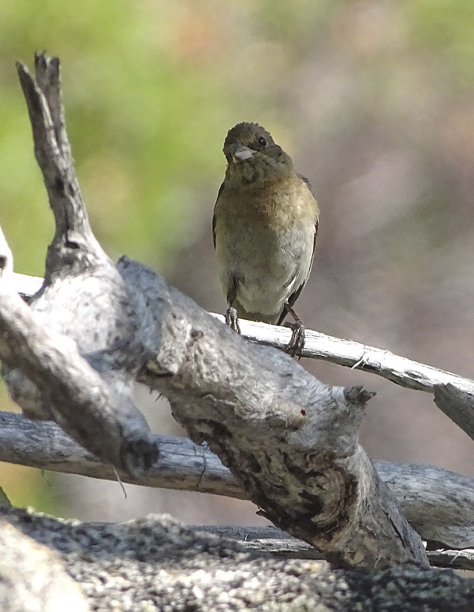 Passerin azuré - ML110091801