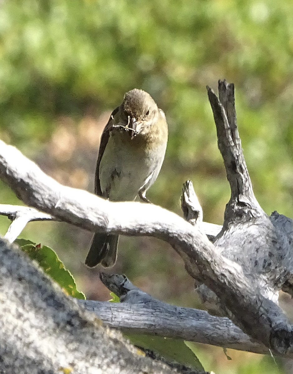 Passerin azuré - ML110091821