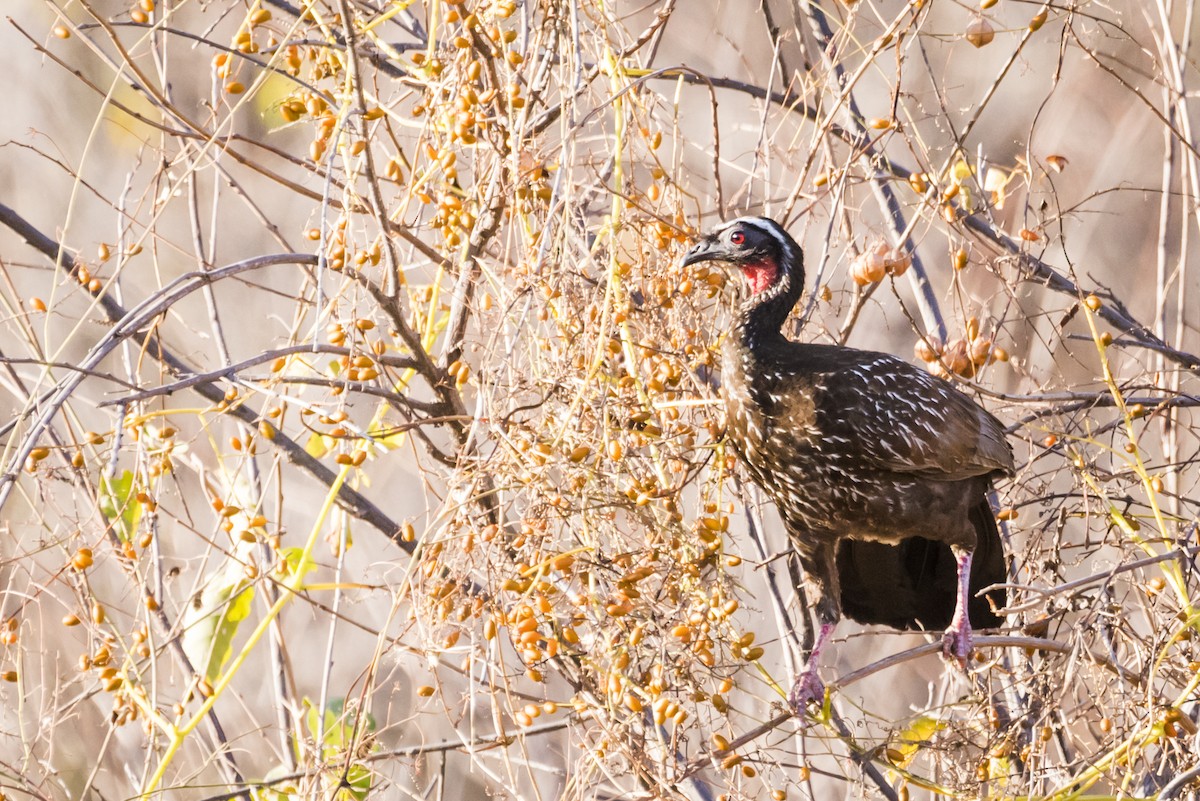 White-browed Guan - ML110091981