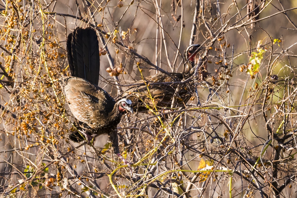 White-browed Guan - ML110092041