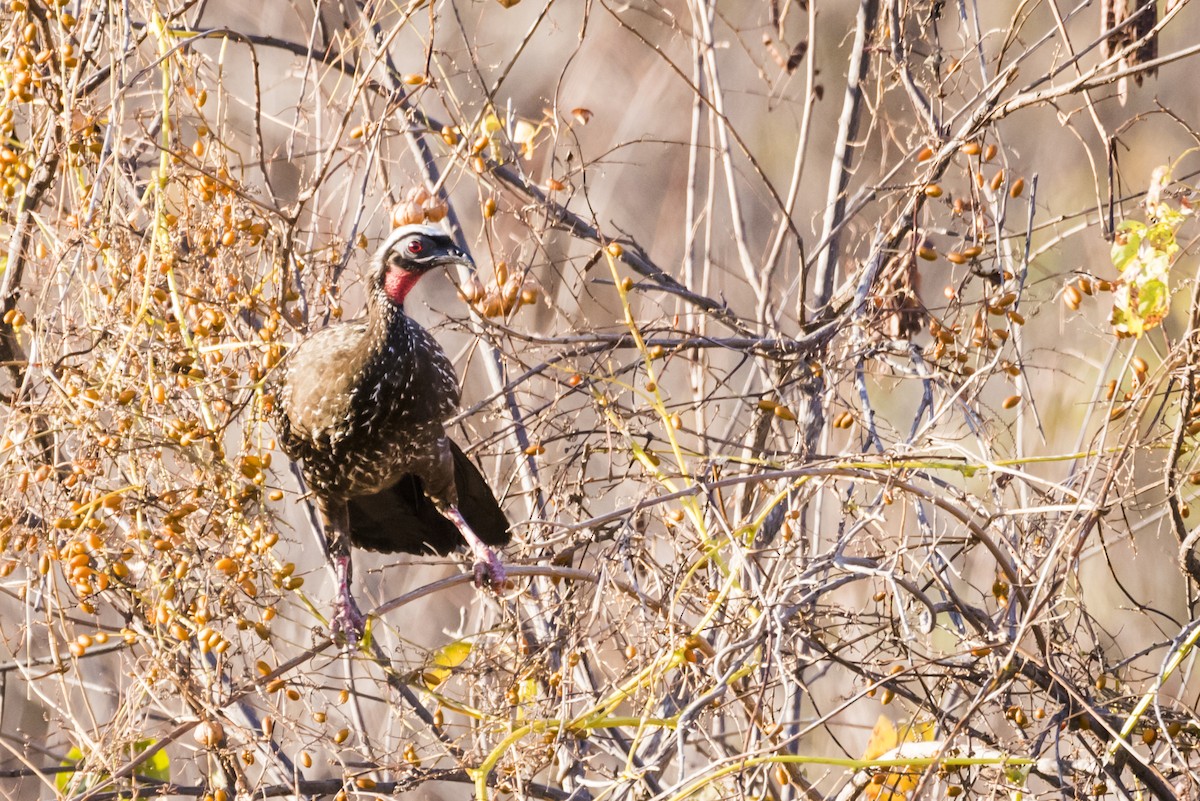 White-browed Guan - ML110092051