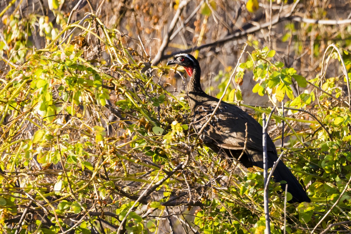 White-browed Guan - ML110092061