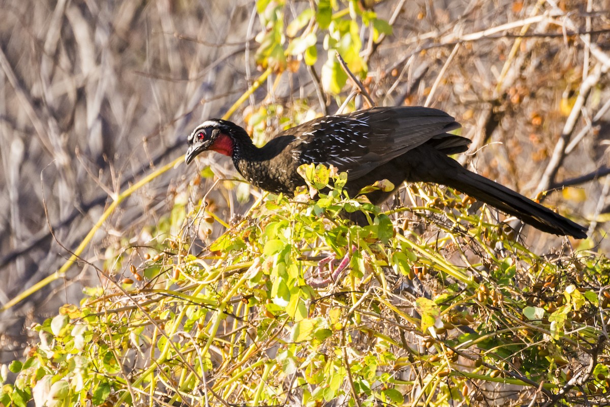 White-browed Guan - ML110092201