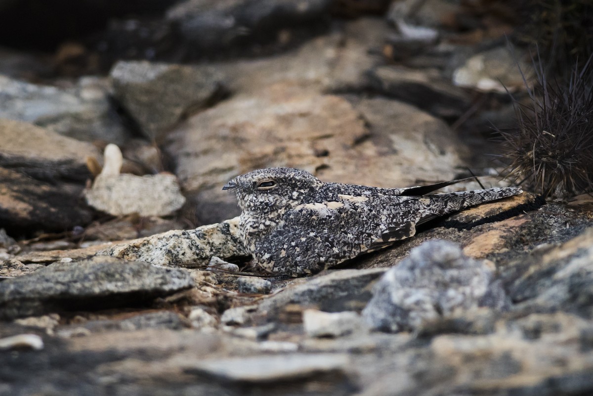 Pygmy Nightjar - ML110092271