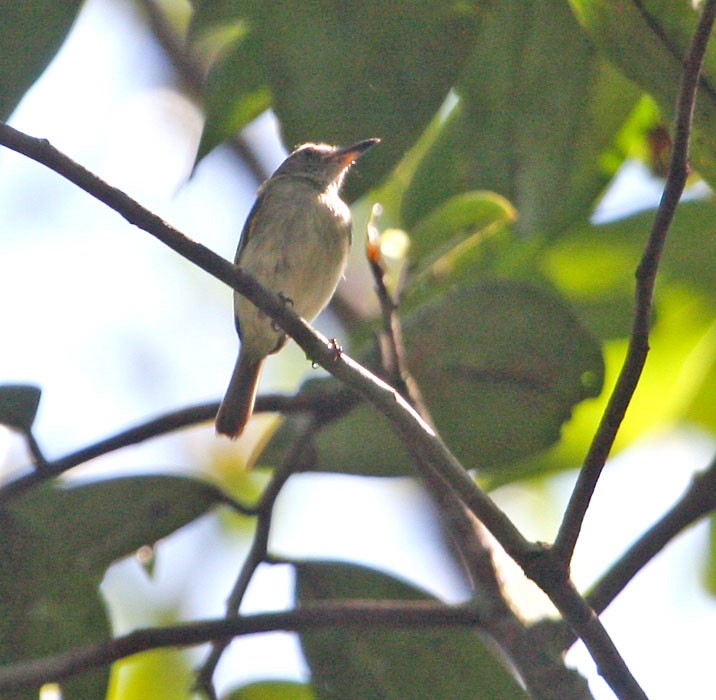 Pelzeln's Tody-Tyrant - Jay Gilliam