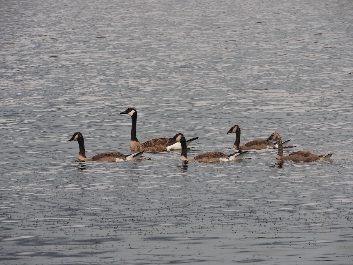 Canada Goose - ML110094671