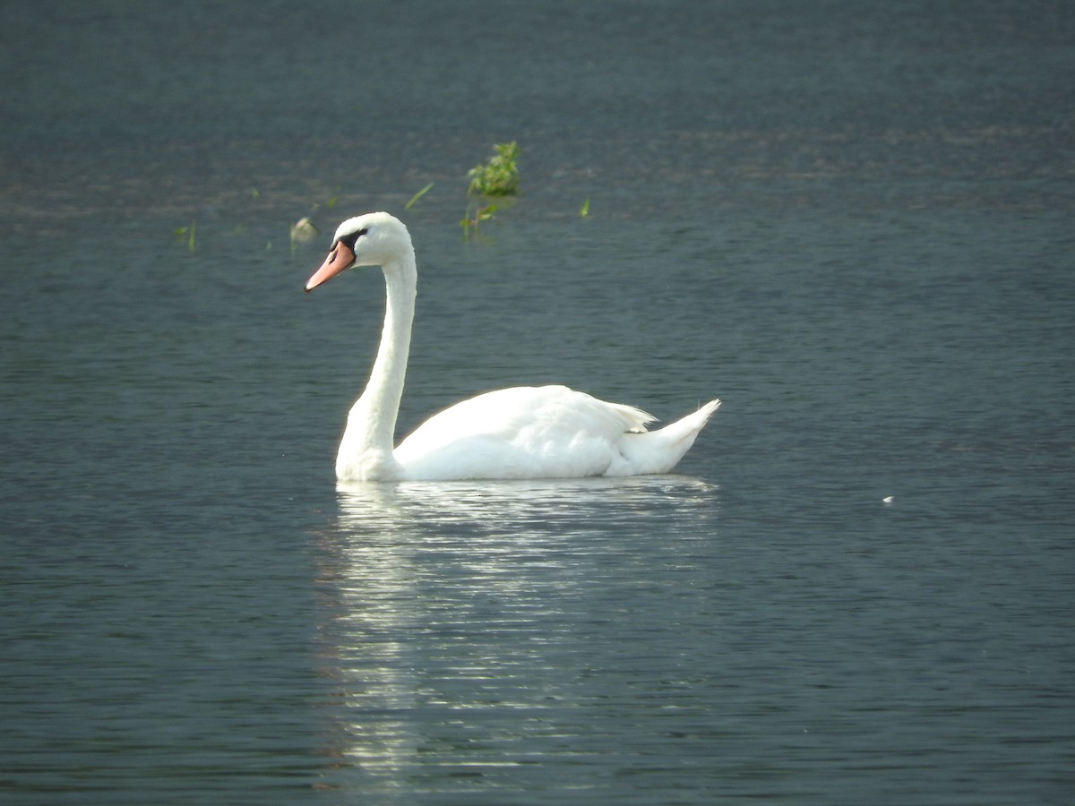 Mute Swan - ML110094911