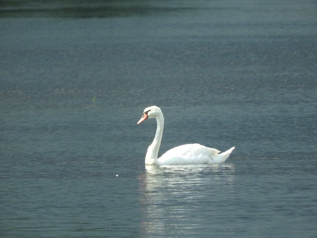 Mute Swan - ML110094921