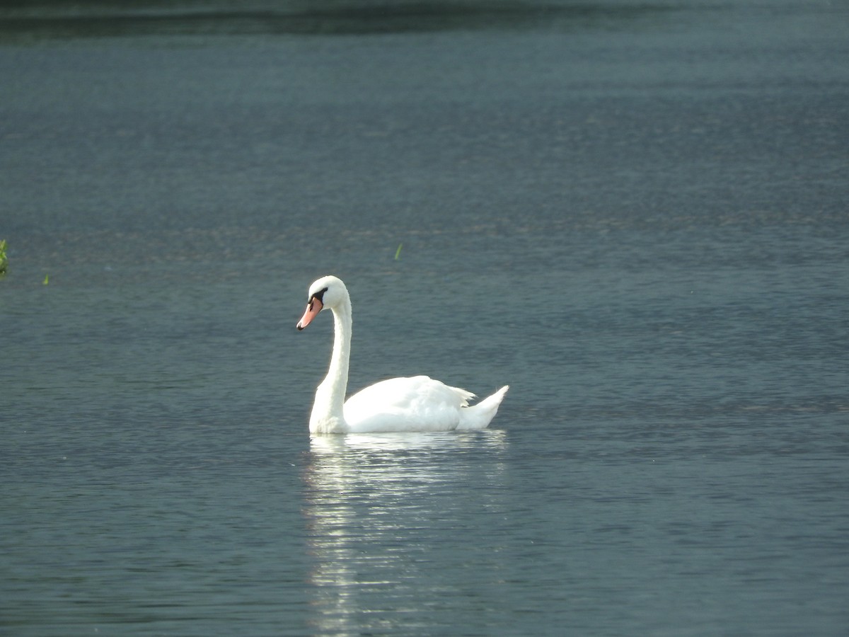 Mute Swan - ML110094931