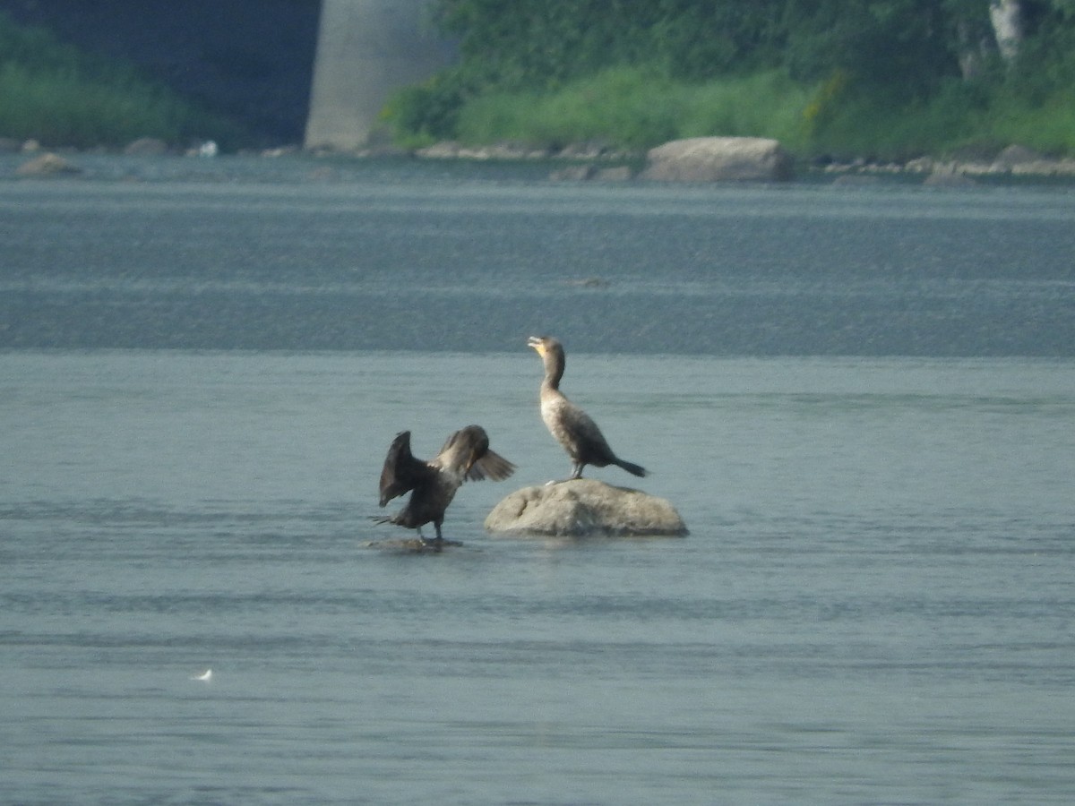 Double-crested Cormorant - ML110095681