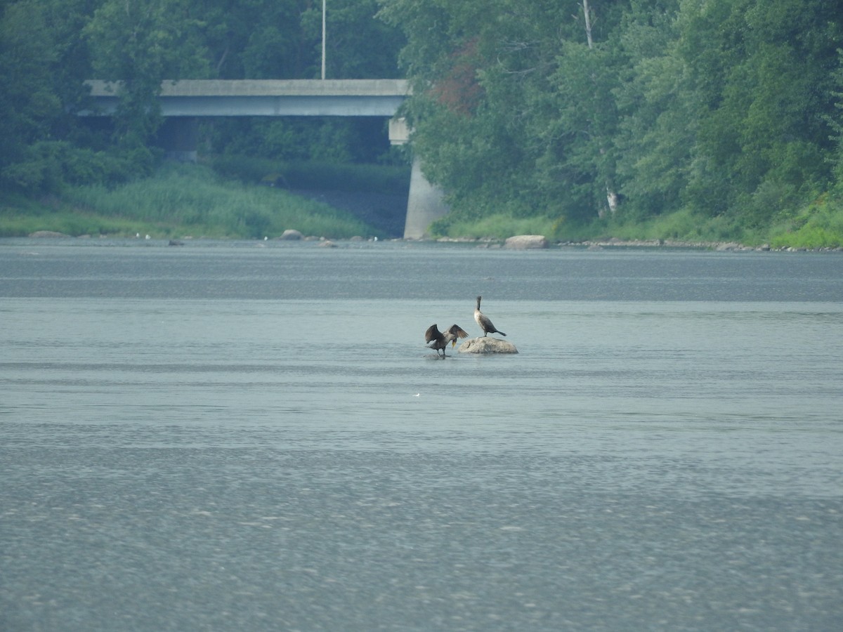 Double-crested Cormorant - ML110095711