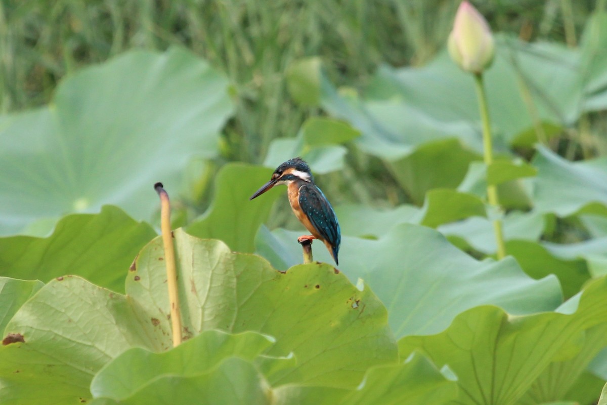 Common Kingfisher - ML110096411