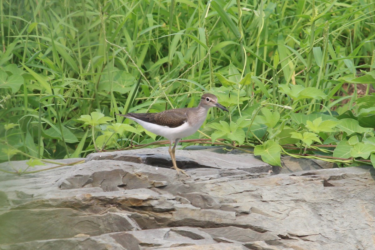 Common Sandpiper - Kevin Cheng