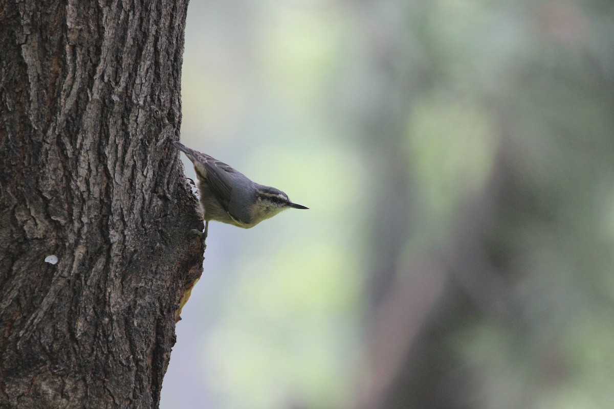 Snowy-browed Nuthatch - ML110096701