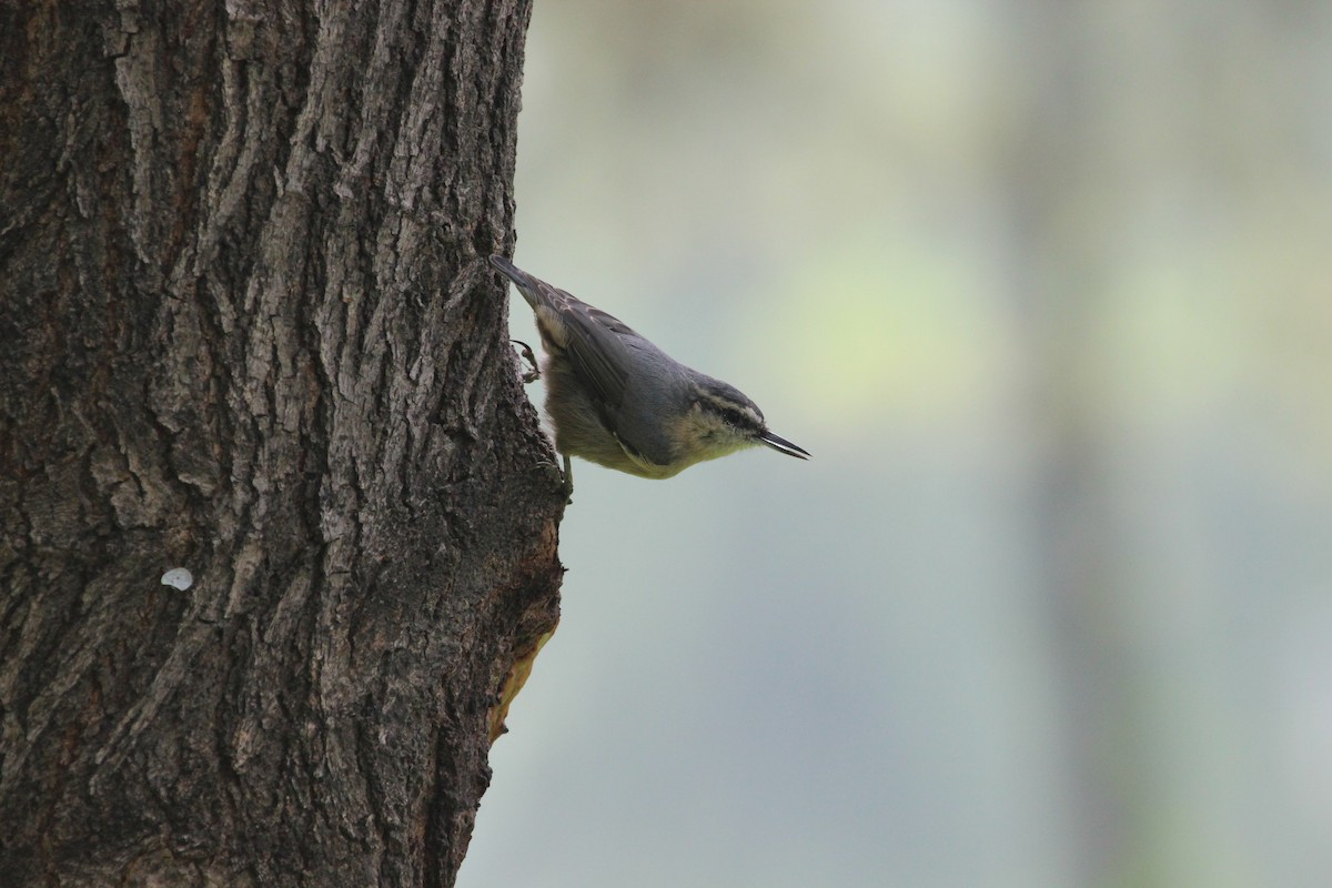 Snowy-browed Nuthatch - ML110096711