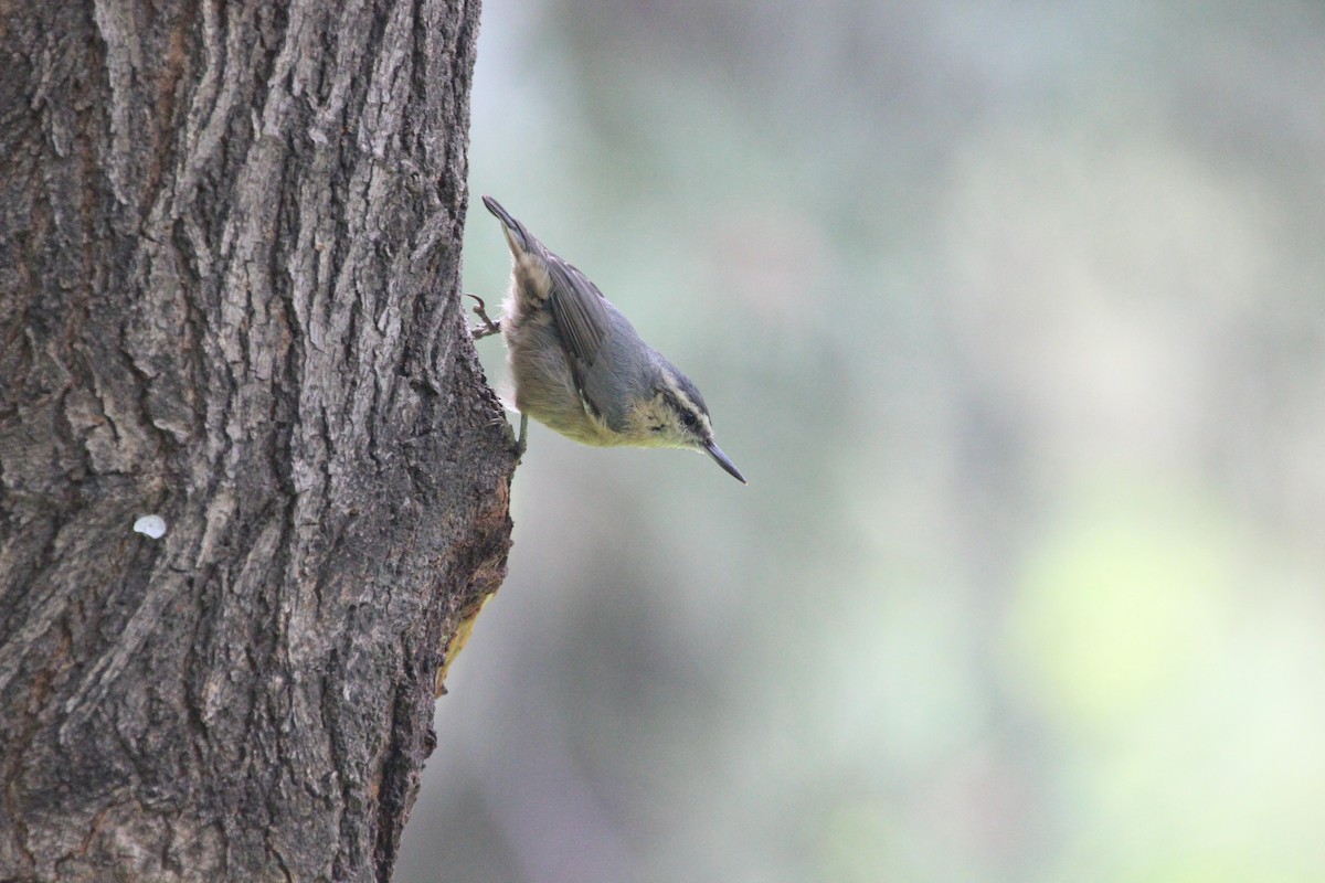 Snowy-browed Nuthatch - ML110096721