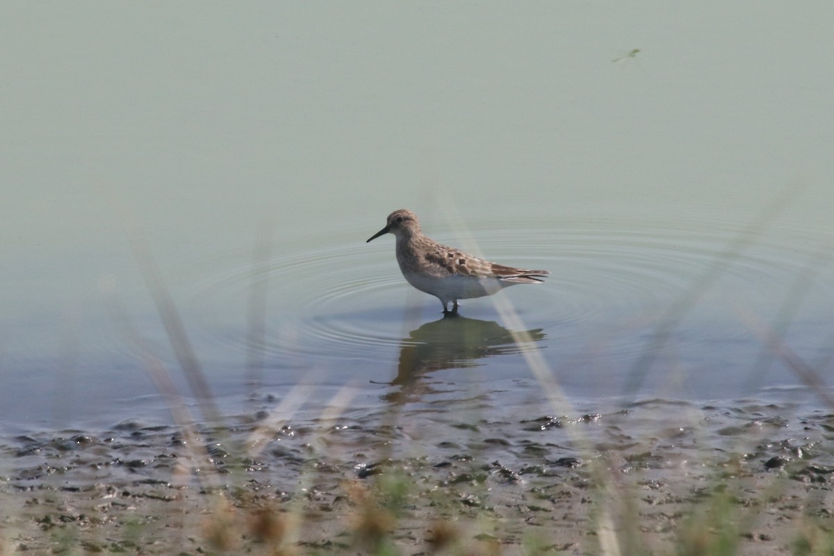 Baird's Sandpiper - ML110097571