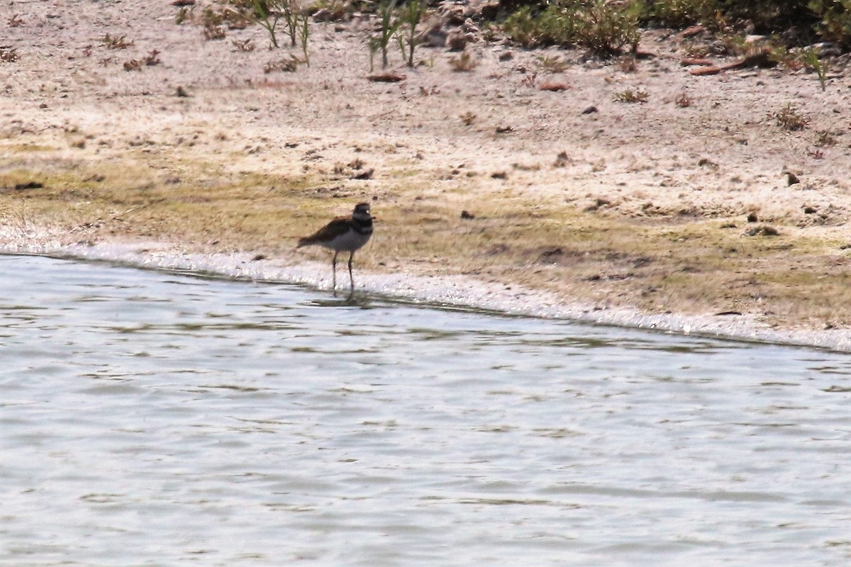 Killdeer - Doug Kibbe