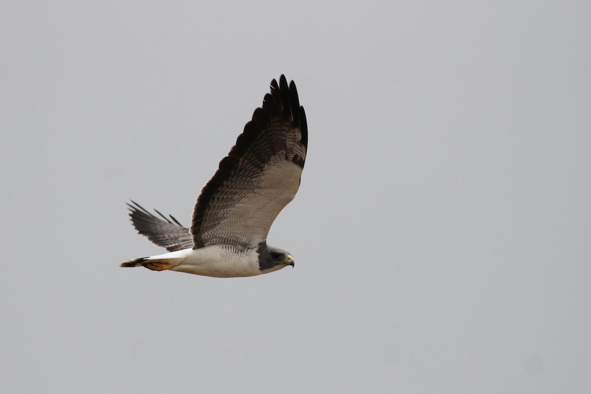 White-tailed Hawk - ML110098131