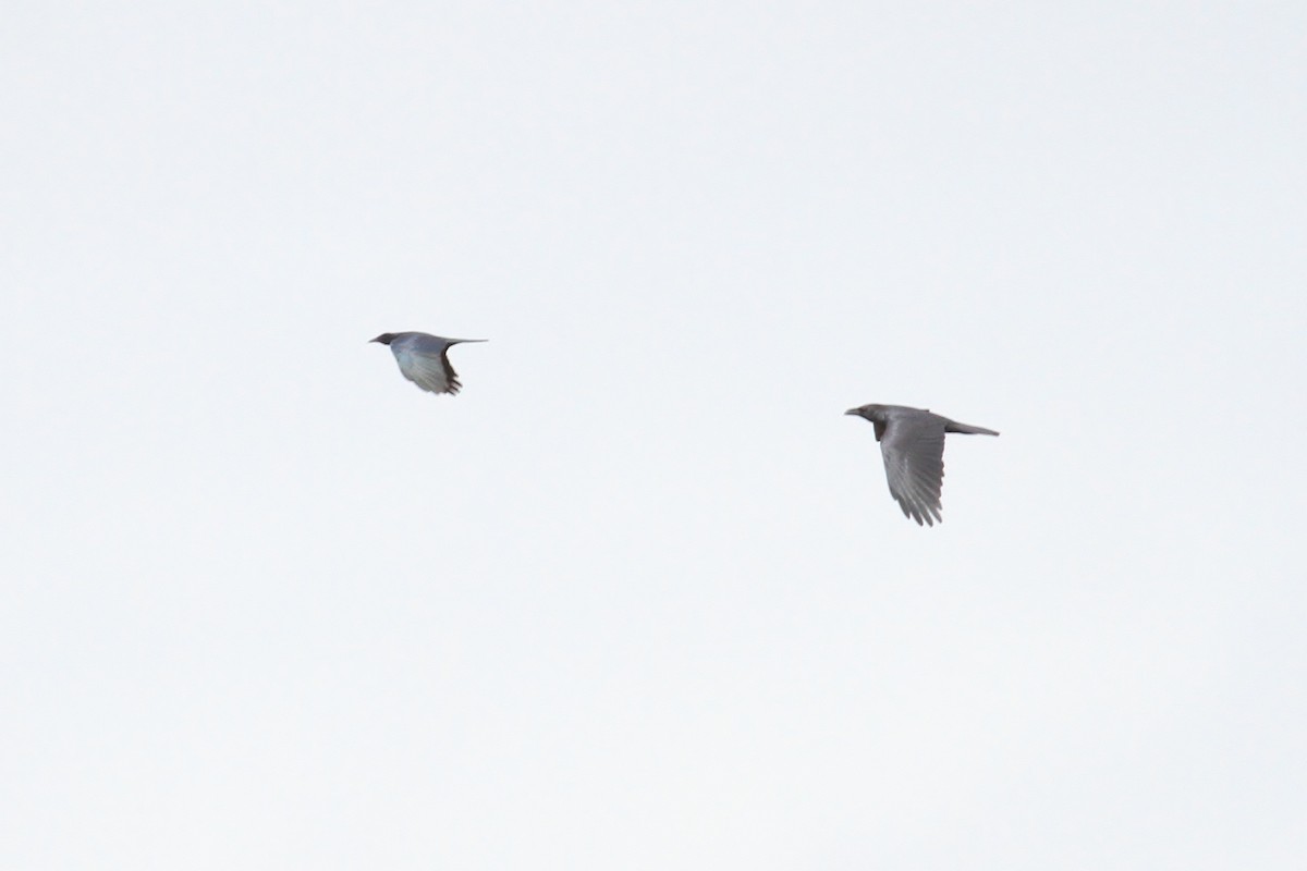 Chihuahuan Raven - ML110098191