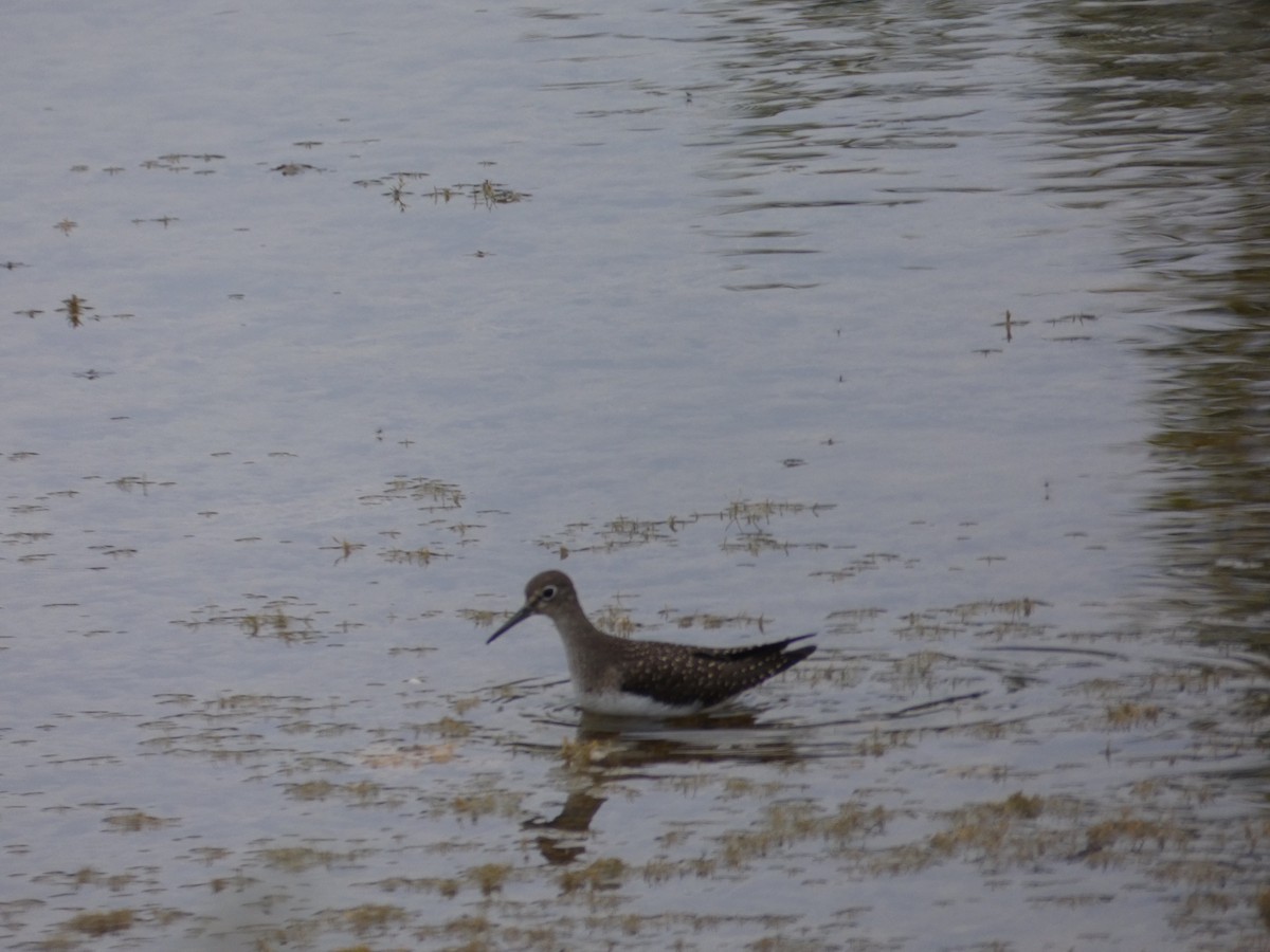 Solitary Sandpiper - ML110099231