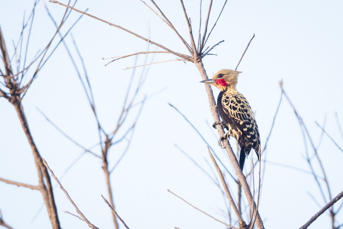 Ochre-backed Woodpecker - Claudia Brasileiro