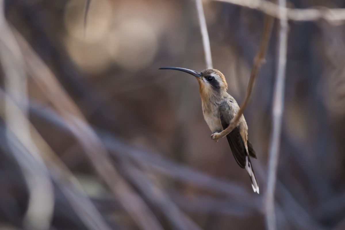 Broad-tipped Hermit - Claudia Brasileiro